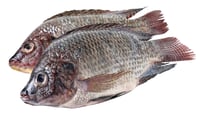 Tilapia 800g + Renset Stor