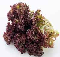 Lollo Salat Rød