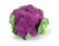 Blomkål Lilla