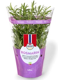 Rosmarin 12cm Stor Potte