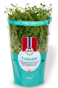 Timian 12cm Stor Potte