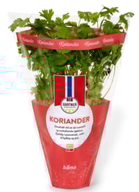 Koriander 9cm Potte Gartner
