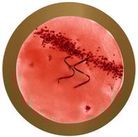 Bringebær&Ripskake Glede 20 Biter 1,85kg Bakehuset