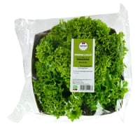 Lollo Salat Grønn