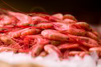 Reker Ferske Nord 15kg