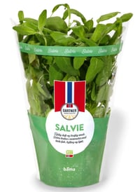 Salvie 12cm Stor Potte