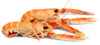 Sjøkreps Kokt