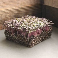 Basilikum Mikrogrønt 500g Grønt Fra Laks