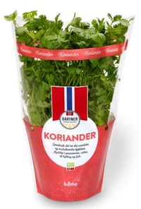 Koriander 12cm Stor