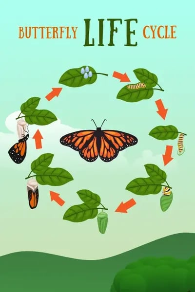Butterfly Life Cycle Visual Study Aid