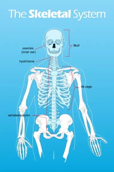 An educational poster of the human skeletal system created with a poster making machine for schools, enhancing visual learning.