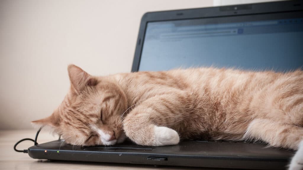 Work From Home Distractions