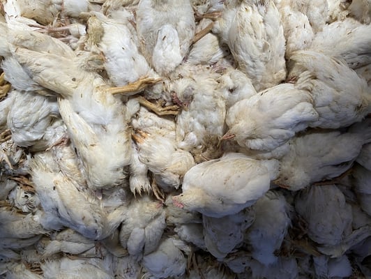 The Rising Costs of Poultry Insurance: What Farmers Need to Know