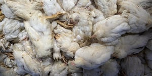 Navigating the Challenges: The Risks Poultry Farmers Face
