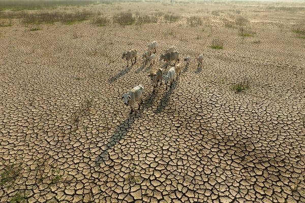 Understanding the Impact of Climate Change on Agricultural Insurance