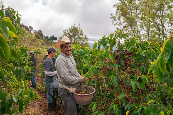 The Brewing Dilemma: El Salvador’s Soaring Coffee Consumption Amid Plummeting Production