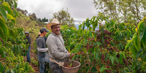 The Brewing Dilemma: El Salvador’s Soaring Coffee Consumption Amid Plummeting Production