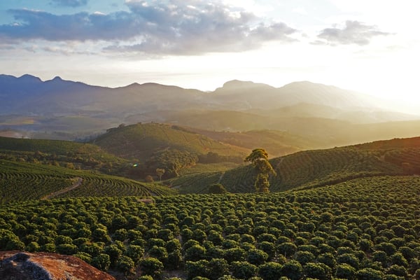 Coffee on the Rise: A Look into the Robust Recovery and Climate Challenges of Global Coffee Production