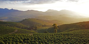 Coffee on the Rise: A Look into the Robust Recovery and Climate Challenges of Global Coffee Production