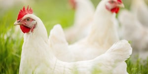 Feathers of Change: How Developing Economies are Shaping the Global Poultry Landscape