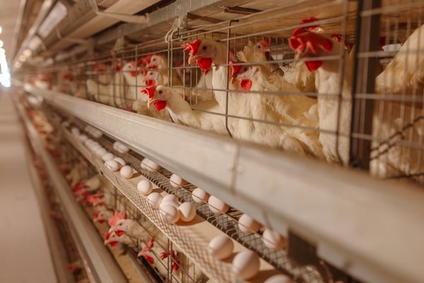 USDA’s Bold Move: A New Dawn for Poultry Growers?