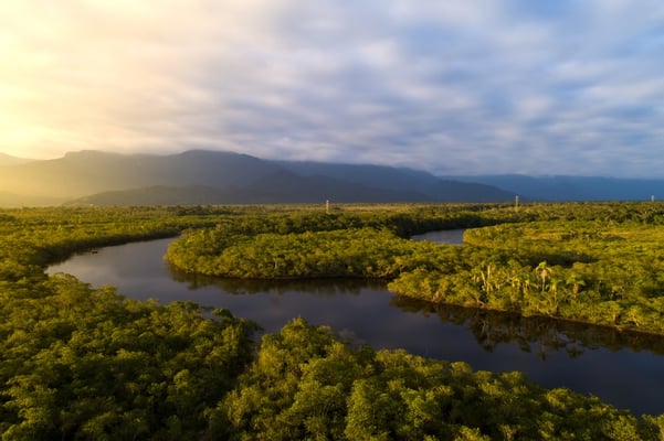 The Amazon Jungle: Survival of the Fittest in Retail’s New Reality