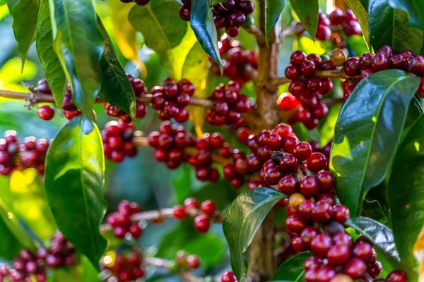 Costa Rica’s Coffee Sector: A Beacon for Sustainable Investment