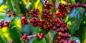 Costa Rica’s Coffee Sector: A Beacon for Sustainable Investment