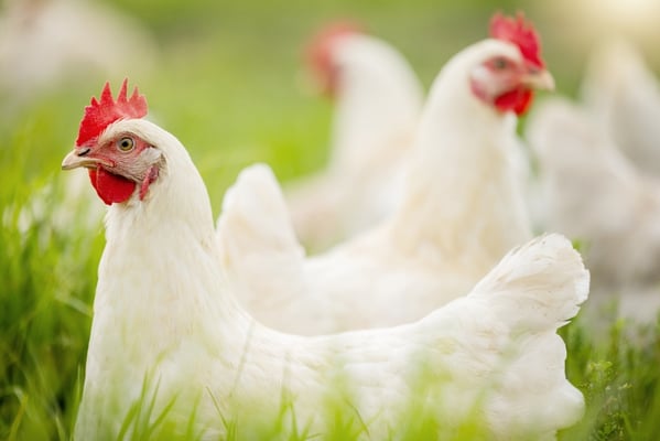 Is Climate Change Cooking the Poultry Industry?