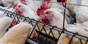 Brazil’s Poultry Powerhouse: Setting Records and Shaking Up Global Markets