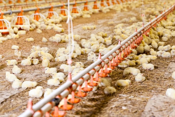 Innovations in Poultry: The Drive Towards Affordability