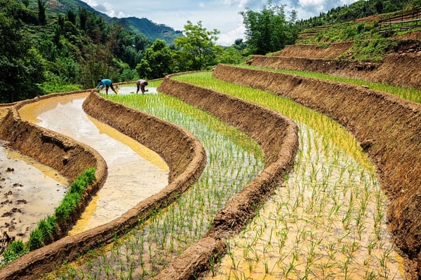 Vietnam’s Coffee Export Boom: Surging Past the $5 Billion Milestone