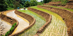 Vietnam’s Coffee Export Boom: Surging Past the $5 Billion Milestone