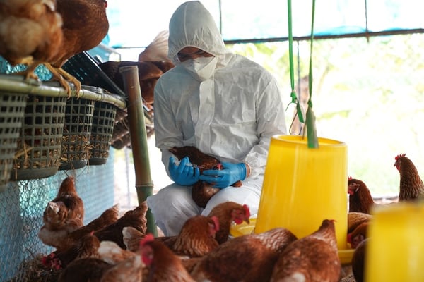 Breaking Through Avian Flu: New Vaccines on the Horizon