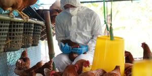 Breaking Through Avian Flu: New Vaccines on the Horizon