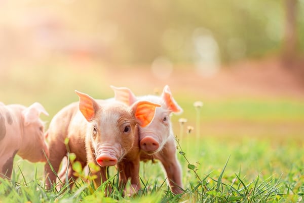 Feeding the Flock: The Growing Dynamics of the Global Poultry Feed Market