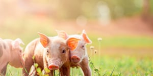 Feeding the Flock: The Growing Dynamics of the Global Poultry Feed Market