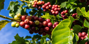 EU Kicks the Can Down the Road on Deforestation, Leaving Coffee Importers in Limbo