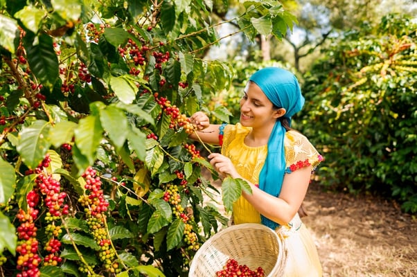 Deforestation-Free Coffee: Costa Rica’s Climate Ally