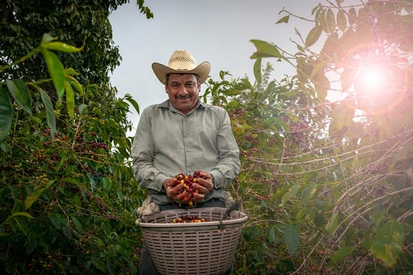 Swiss Giant Sucafina’s Game-Changer in the Robusta Coffee Arena