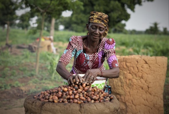 Catalyzing Nigeria’s Cocoa Industry: The IFC and Johnvents Industries’ $23.3 Million Leap Forward