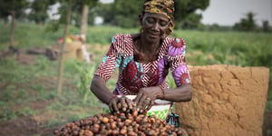 Catalyzing Nigeria’s Cocoa Industry: The IFC and Johnvents Industries’ $23.3 Million Leap Forward