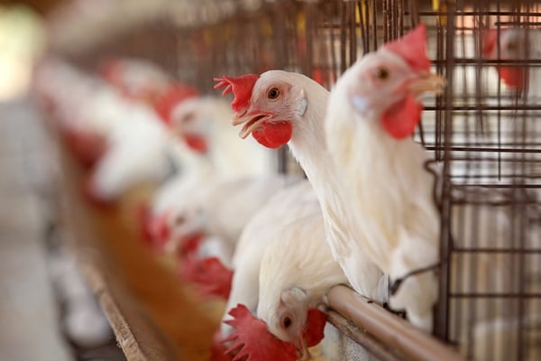 The Rising Stars of Poultry Production: Spain and Italy’s Market Expansion
