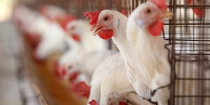 The Rising Stars of Poultry Production: Spain and Italy’s Market Expansion