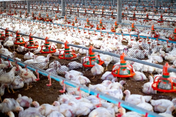 The Mixed Bag of Poultry Feed Production: Insights and Innovations