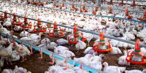 The Mixed Bag of Poultry Feed Production: Insights and Innovations