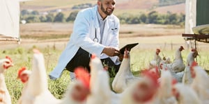 The Future of Poultry Farming: Revolutionizing with Technology