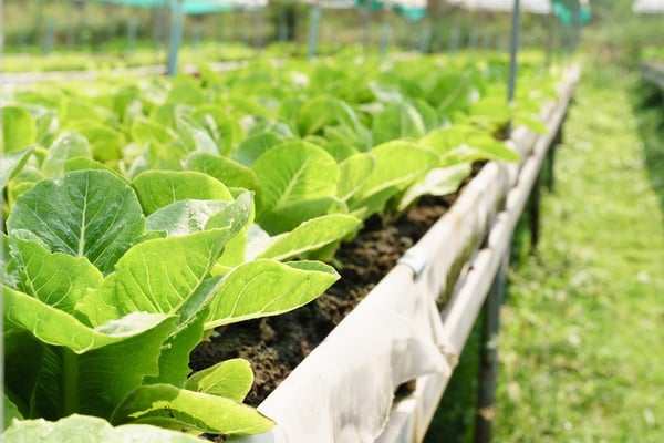 The Green Revolution in Your Backyard: How Sunday is Changing the Game in Home Care