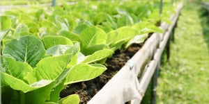 The Green Revolution in Your Backyard: How Sunday is Changing the Game in Home Care