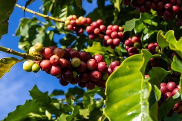 Climate Change Percolates Trouble for Coffee Prices